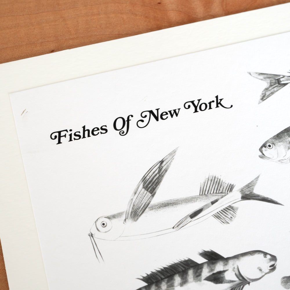 Fishes Of NY