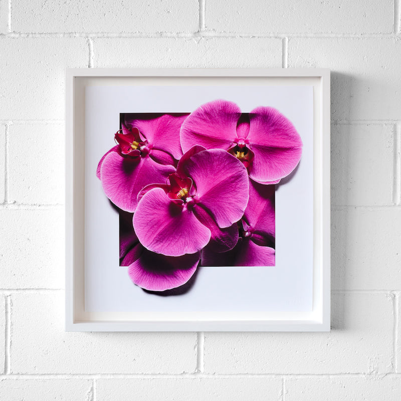 Plant Series Andy Blank