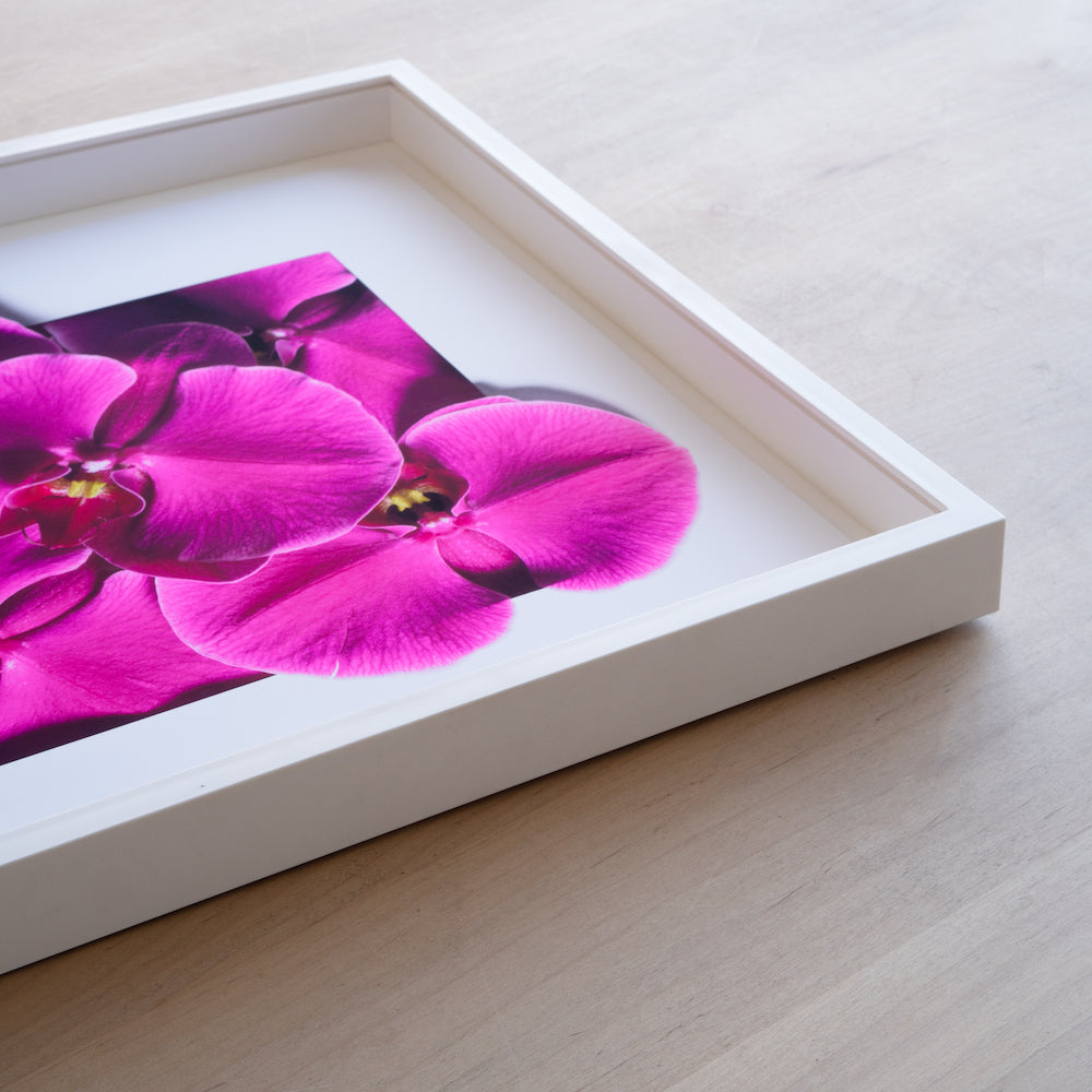 Magnificent Magenta