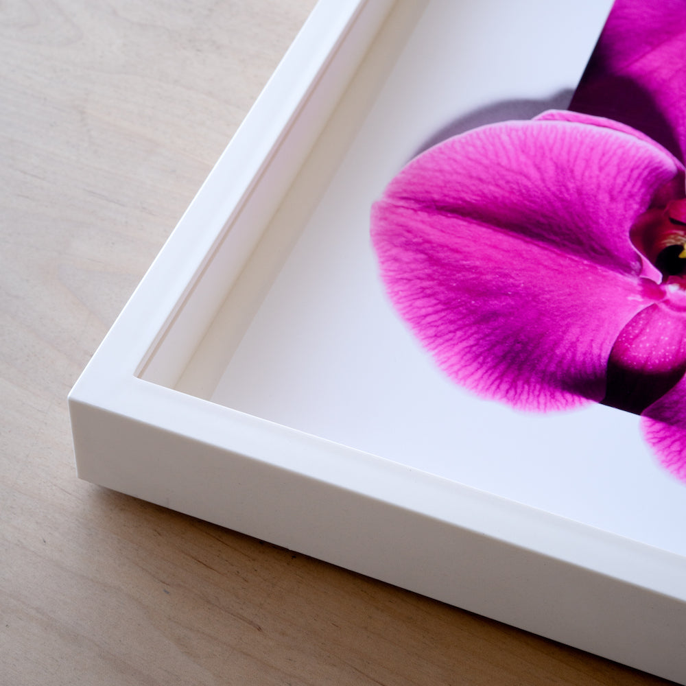 Magnificent Magenta